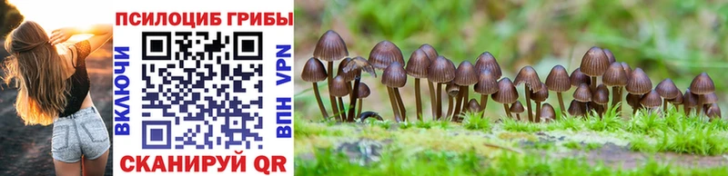 даркнет сайт  Большой Камень  Галлюциногенные грибы Psilocybe 